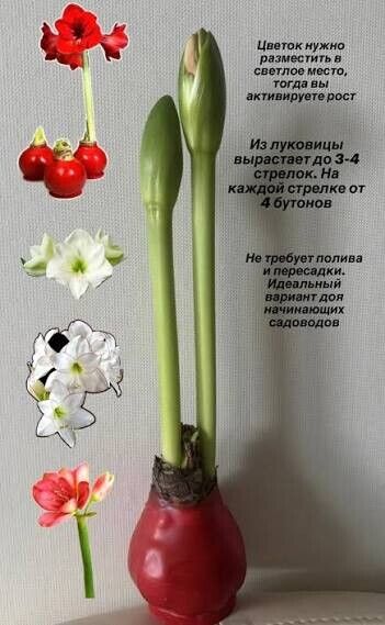 Амарилис в воске